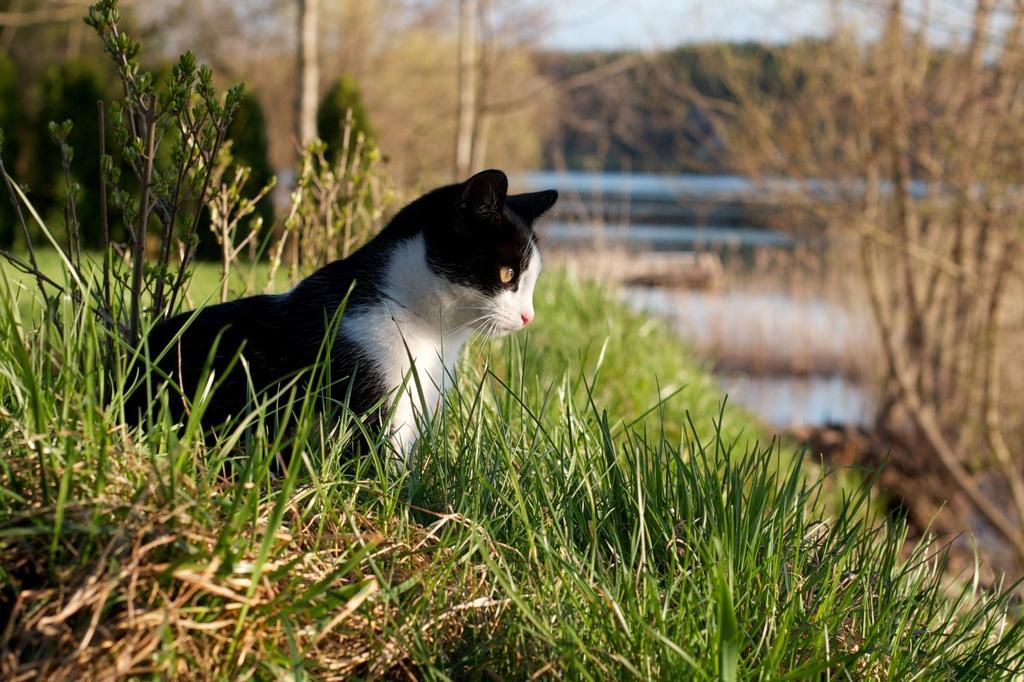 Willa Szara Sowa Stare Juchy Exteriör bild